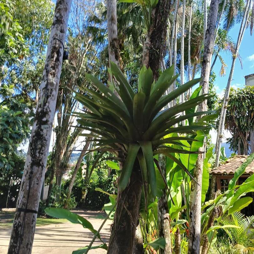 Villa Dos Passaros Paraty Hospedagem Exteriör bild